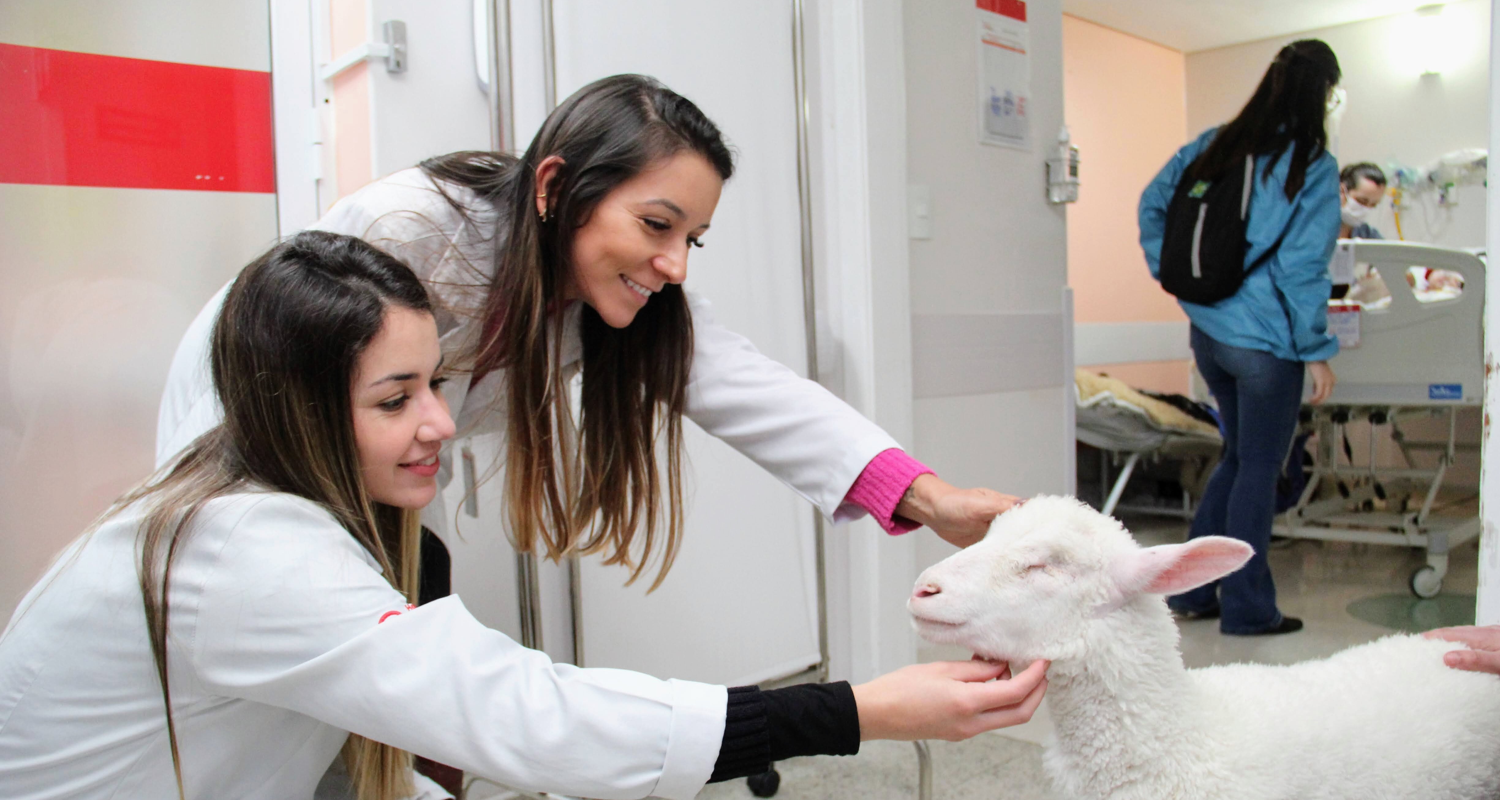 Ovelhas encantam crianças na pediatria do Hospital Mackenzie