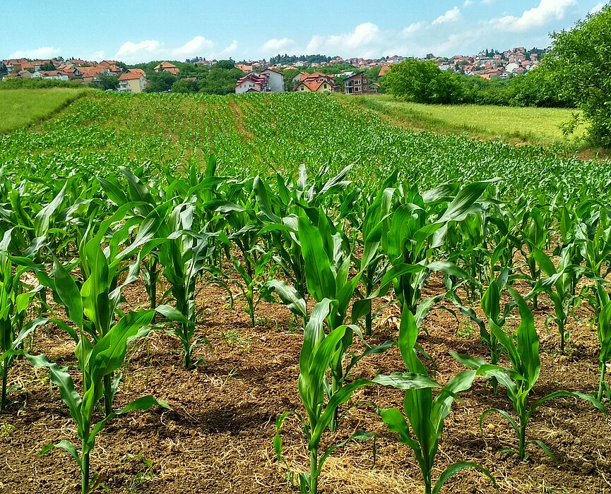 A imagem apresenta plantação de milho.
